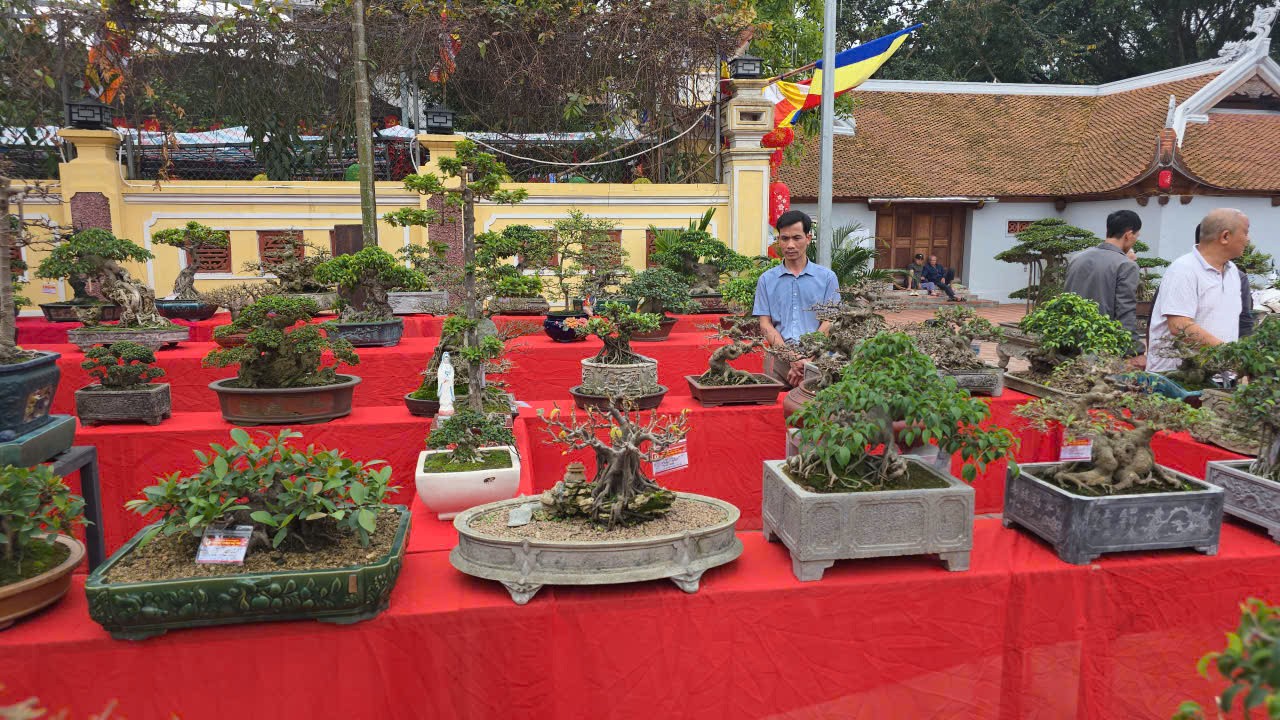 Hơn 200 tác phẩm cây cảnh nghệ thuật được trưng bày trong khuôn viên đình làng Hữu Bằng, xã Tây Phương, Hà Nội