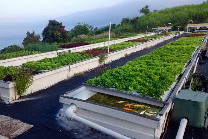 5 mô hình nông nghiệp công nghệ cao tiên tiến trên thế giới và hướng đi cho nông nghiệp Việt