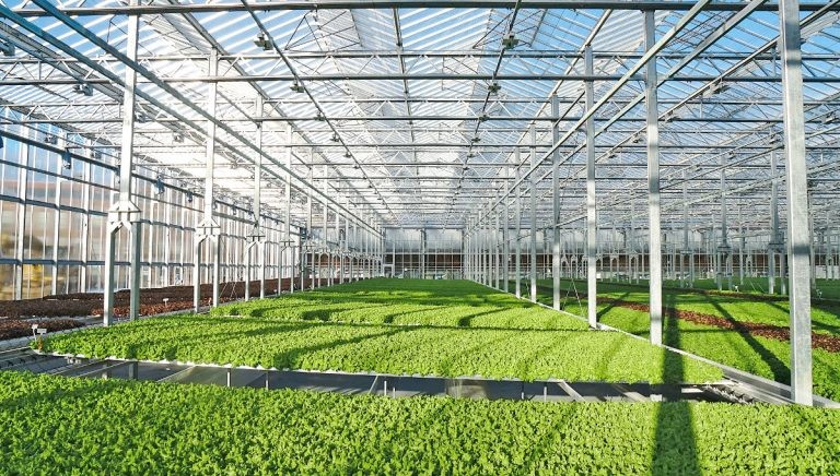 5 mô hình nông nghiệp công nghệ cao tiên tiến trên thế giới và hướng đi cho nông nghiệp Việt
