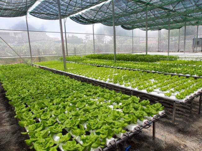 5 mô hình nông nghiệp công nghệ cao tiên tiến trên thế giới và hướng đi cho nông nghiệp Việt