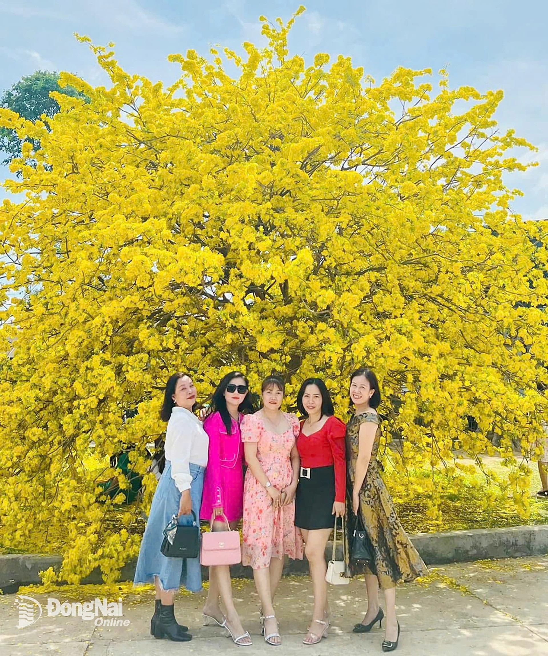 Hai cây mai vàng khổng lồ cứ Tết đến lại hóa “quả cầu vàng”, hút khách du xuân chụp ảnh Hai cây mai vàng khổng lồ cứ Tết đến lại hóa “quả cầu vàng”, hút khách du xuân chụp ảnh