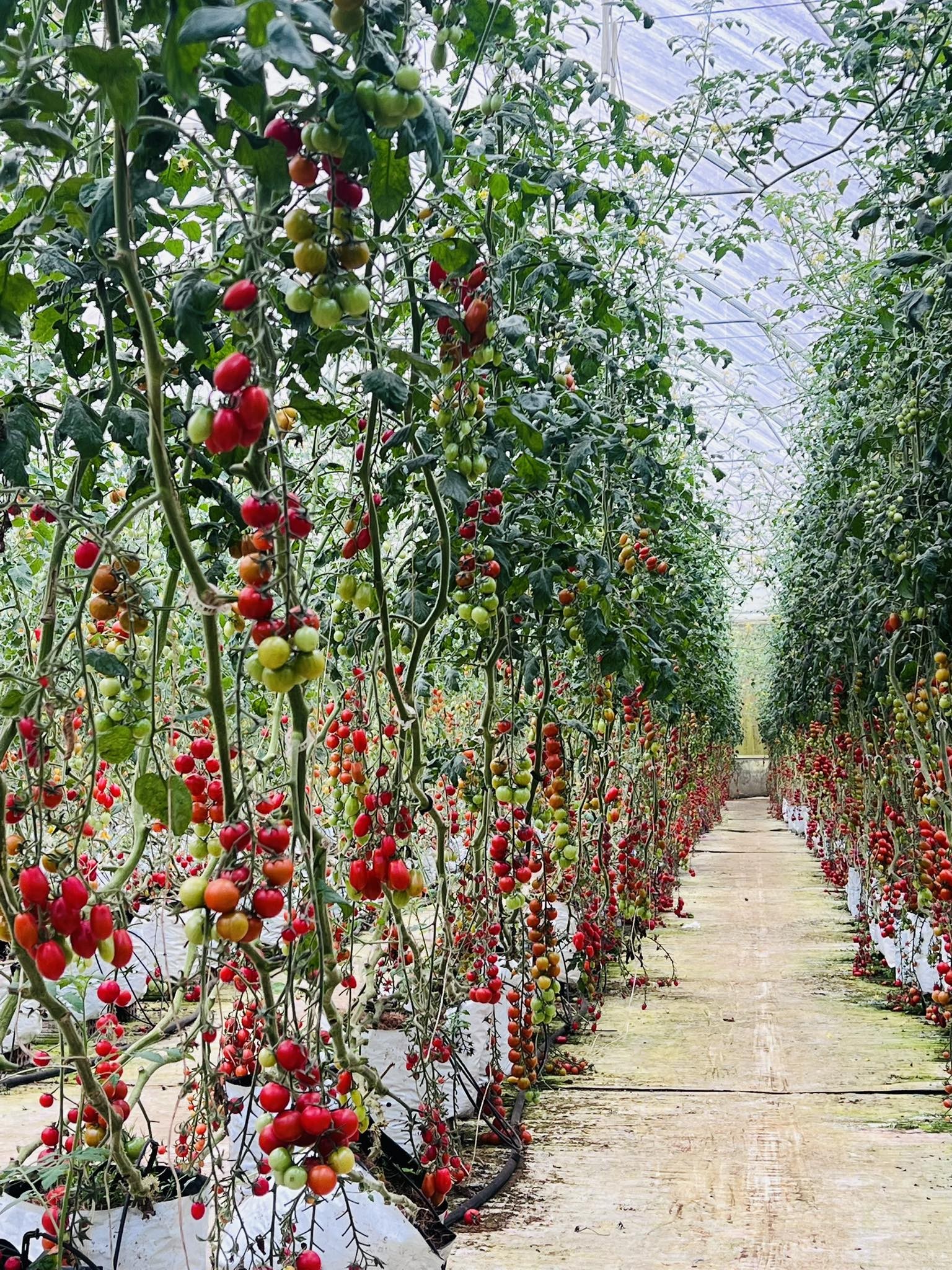 Măng Đen: đại ngàn xanh “thức giấc” cùng nông nghiệp công nghệ cao Măng Đen: đại ngàn xanh “thức giấc” cùng nông nghiệp công nghệ cao