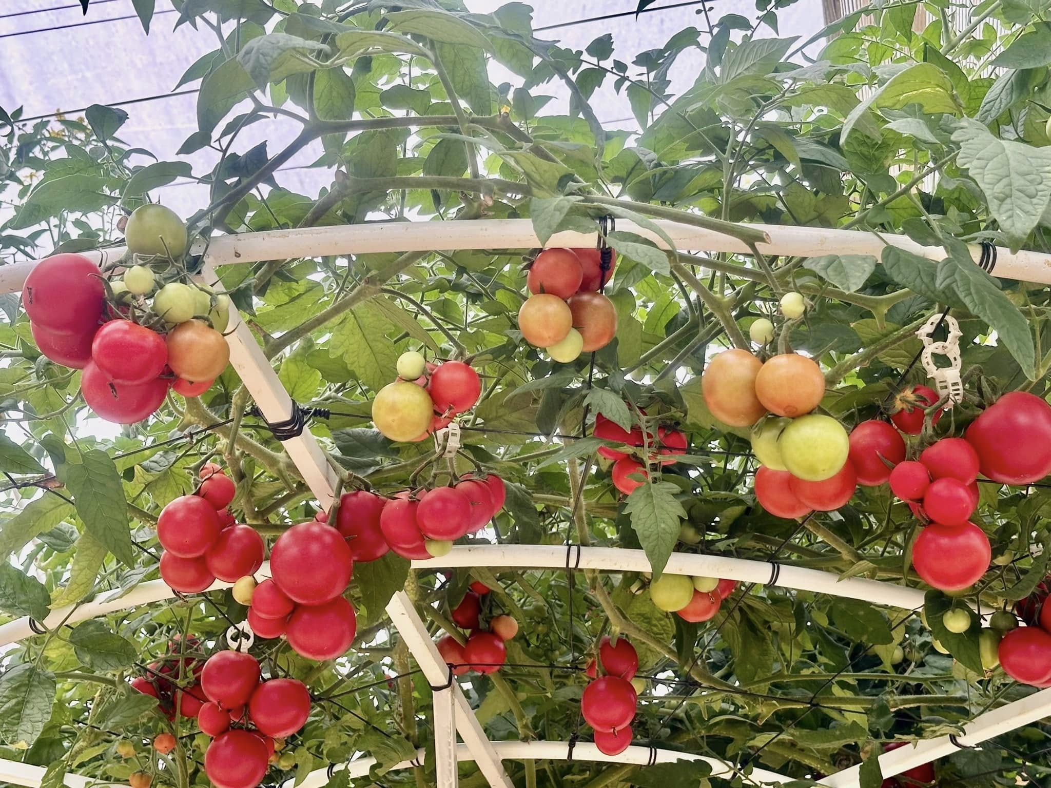 Măng Đen: đại ngàn xanh “thức giấc” cùng nông nghiệp công nghệ cao Măng Đen: đại ngàn xanh “thức giấc” cùng nông nghiệp công nghệ cao