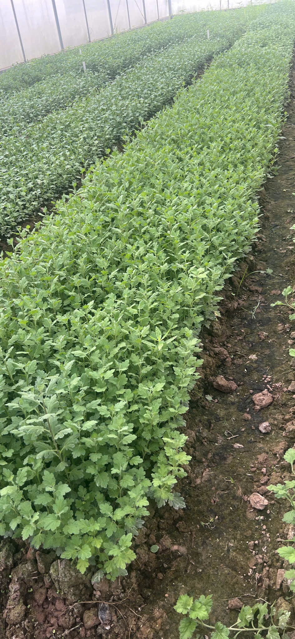 Quy trình kỹ thuật nhân giống hoa cúc bằng phương pháp giâm cành Quy trình kỹ thuật nhân giống hoa cúc bằng phương pháp giâm cành