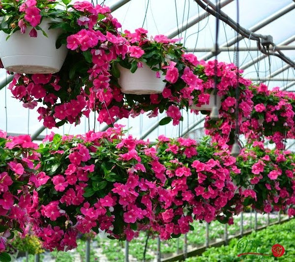 Trồng hoa theo ngũ hành: Chọn đúng màu để kích hoạt tài lộc, bình an và vượng khí Trồng hoa theo ngũ hành: Chọn đúng màu để kích hoạt tài lộc, bình an và vượng khí