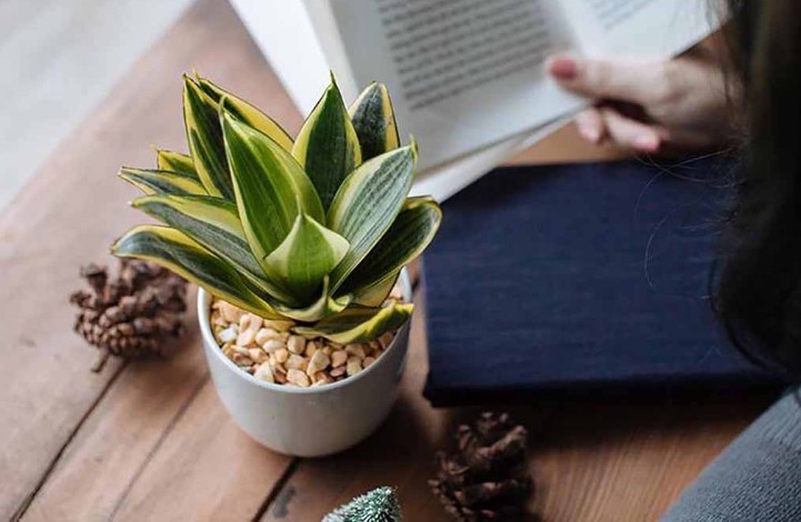 Sai lầm nhiều gia đình mắc phải: Càng nhiều cây, phòng khách càng mất sinh khí Sai lầm nhiều gia đình mắc phải: Càng nhiều cây, phòng khách càng mất sinh khí