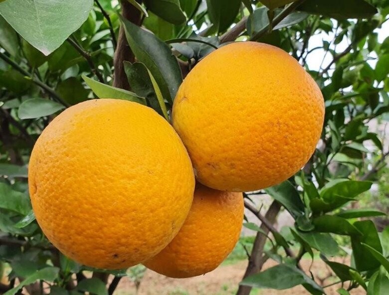 Loại quả từng là “tiến vua” ở Nghệ An, mỗi năm chỉ thu hoạch một vụ Loại quả từng là “tiến vua” ở Nghệ An, mỗi năm chỉ thu hoạch một vụ