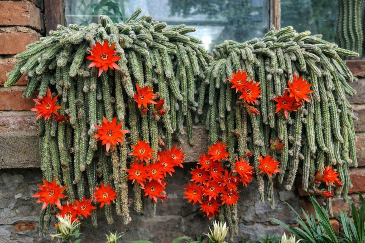4 cây cảnh “kỳ dị” nhưng giàu sức sống, giúp cân bằng phong thủy, tăng vượng khí 4 cây cảnh “kỳ dị” nhưng giàu sức sống, giúp cân bằng phong thủy, tăng vượng khí