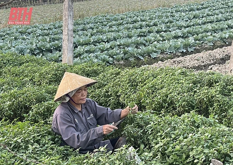 Trồng một tháng cắt bán đều tay, loại rau gia vị ở Thanh Hóa cho thu nhập gấp 3 lần rau thường Trồng một tháng cắt bán đều tay, loại rau gia vị ở Thanh Hóa cho thu nhập gấp 3 lần rau thường