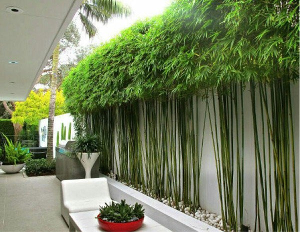 Phong thủy sân vườn: Vì sao vị trí trồng tre ảnh hưởng đến vận khí ngôi nhà? Phong thủy sân vườn: Vì sao vị trí trồng tre ảnh hưởng đến vận khí ngôi nhà?