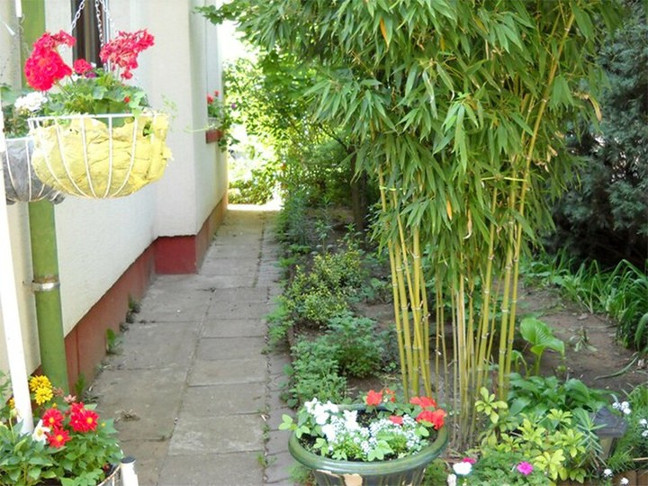 Phong thủy sân vườn: Vì sao vị trí trồng tre ảnh hưởng đến vận khí ngôi nhà? Phong thủy sân vườn: Vì sao vị trí trồng tre ảnh hưởng đến vận khí ngôi nhà?