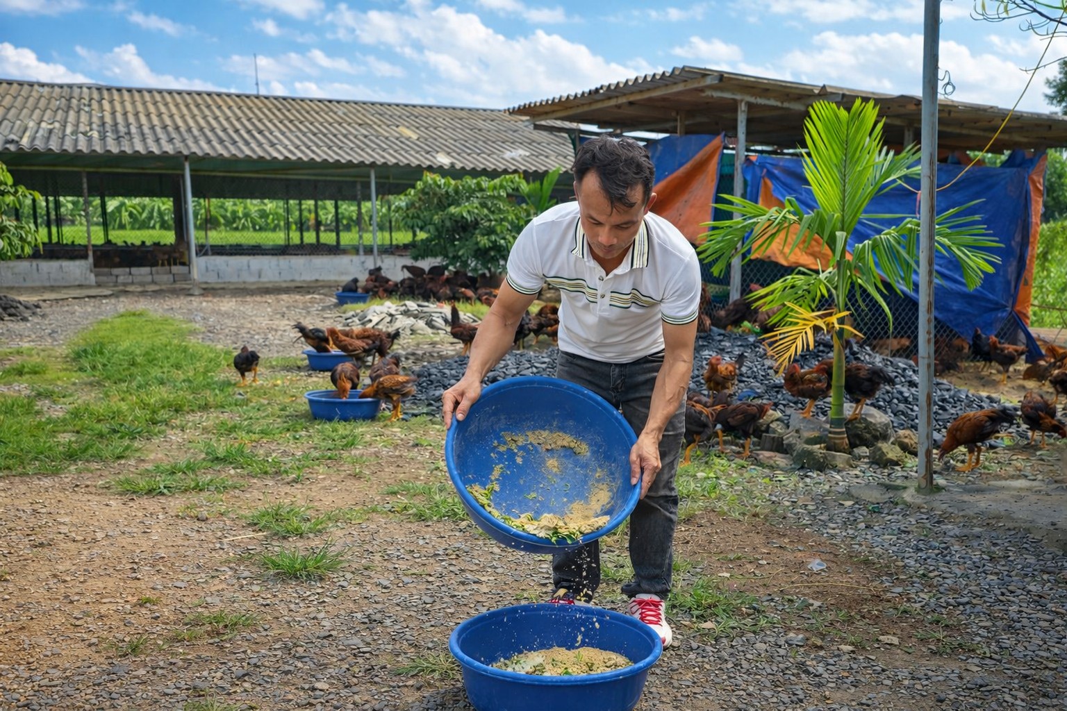 Nuôi gà thả vườn hướng hữu cơ ở Hải Phòng: Lợi nhuận tăng hơn 20%, thịt chắc, ít bệnh