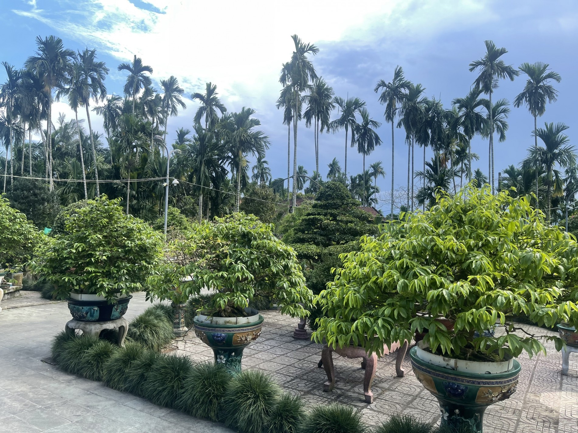 Xung quanh vườn mai vàng, những hàng cau cao vút như bao bọc khuôn viên vườn mai Xung quanh vườn mai vàng, những hàng cau cao vút như bao bọc khuôn viên vườn mai