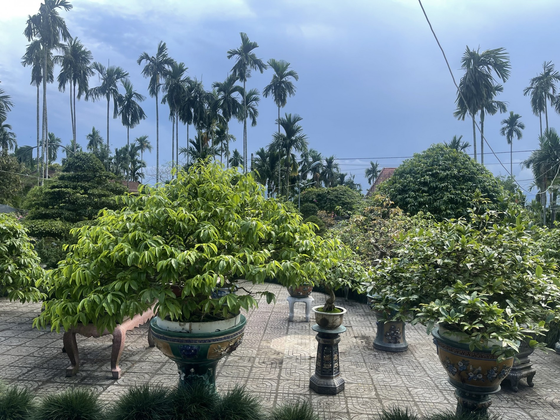 Vườn mai Phan Bình sở hữu hơn 200 gốc mai thế, mai cổ thụ Vườn mai Phan Bình sở hữu hơn 200 gốc mai thế, mai cổ thụ