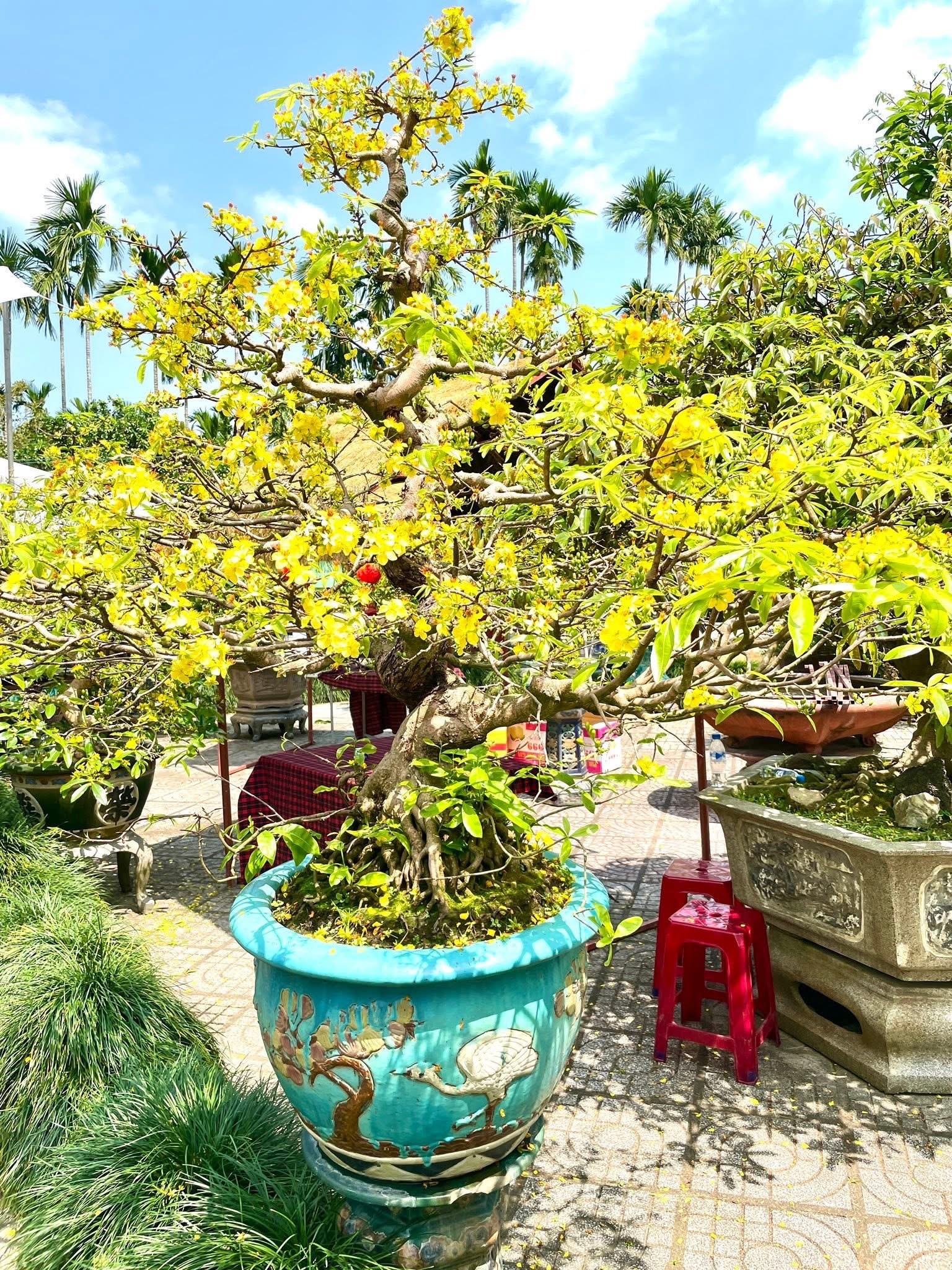 Những cây mai vàng khoe sắc giữa trời xuân trong vườn mai Phan Bình Những cây mai vàng khoe sắc giữa trời xuân trong vườn mai Phan Bình