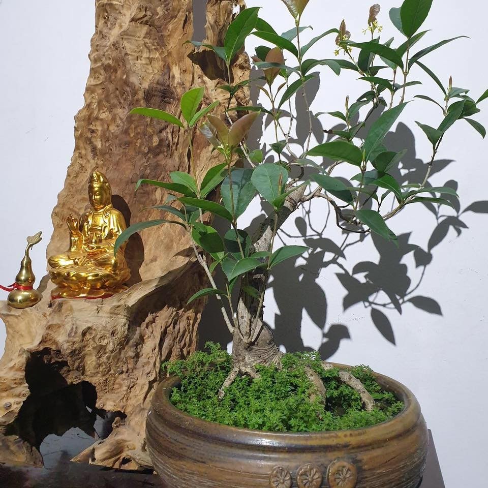 Chuyên gia phong thủy chỉ ra 3 loại cây giúp gia đình vượng khí suốt năm