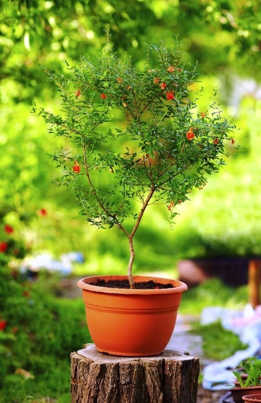Chuyên gia phong thủy chỉ ra 3 loại cây giúp gia đình vượng khí suốt năm
