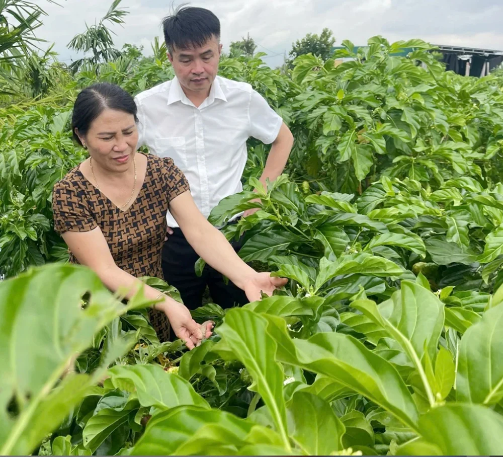Đưa cây tốt cho xương khớp ra Bắc trồng, nữ nông dân mở hướng làm kinh tế mới