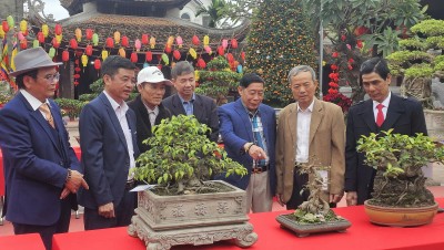 Triển lãm cây cảnh nghệ thuật tại Đa Hội, Bắc Ninh
