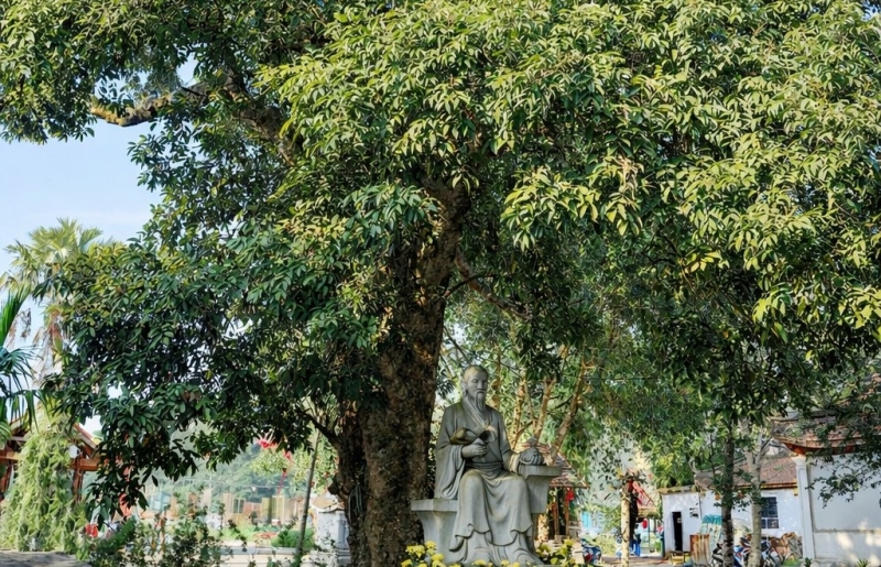 Cây vải gần 300 năm tuổi ở chùa Tượng Sơn – chứng tích sinh thái gắn với cuộc đời của Hải Thượng Lãn Ông