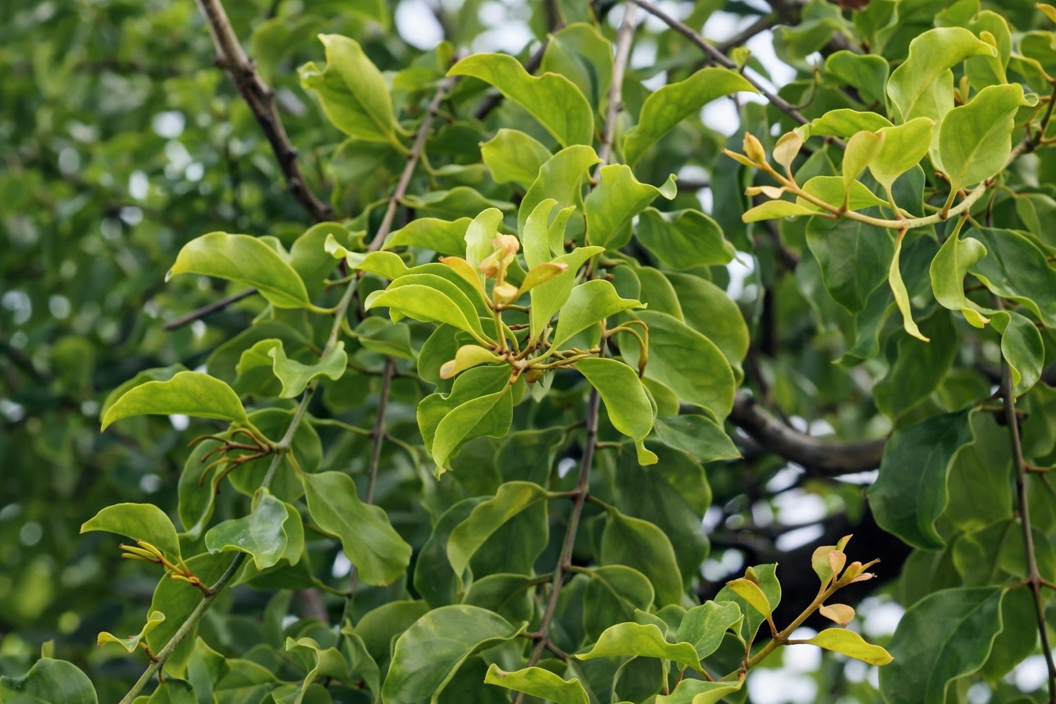 Tầm gửi – cây ký sinh nhưng ẩn chứa nhiều công dụng trong Đông y Tầm gửi – cây ký sinh nhưng ẩn chứa nhiều công dụng trong Đông y