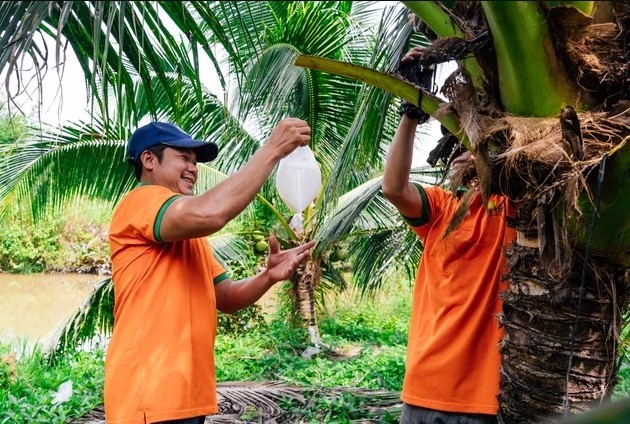 Không hái trái, không chặt cây, chỉ vuốt nhẹ là có tiền: Sự thật về mật hoa dừa gây sốt thị trường Không hái trái, không chặt cây, chỉ vuốt nhẹ là có tiền: Sự thật về mật hoa dừa gây sốt thị trường