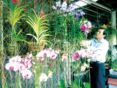 Nghệ nhân Phạm Minh Kính bên những giò phong lan đang mùa khoe sắc Nghệ nhân Phạm Minh Kính bên những giò phong lan đang mùa khoe sắc