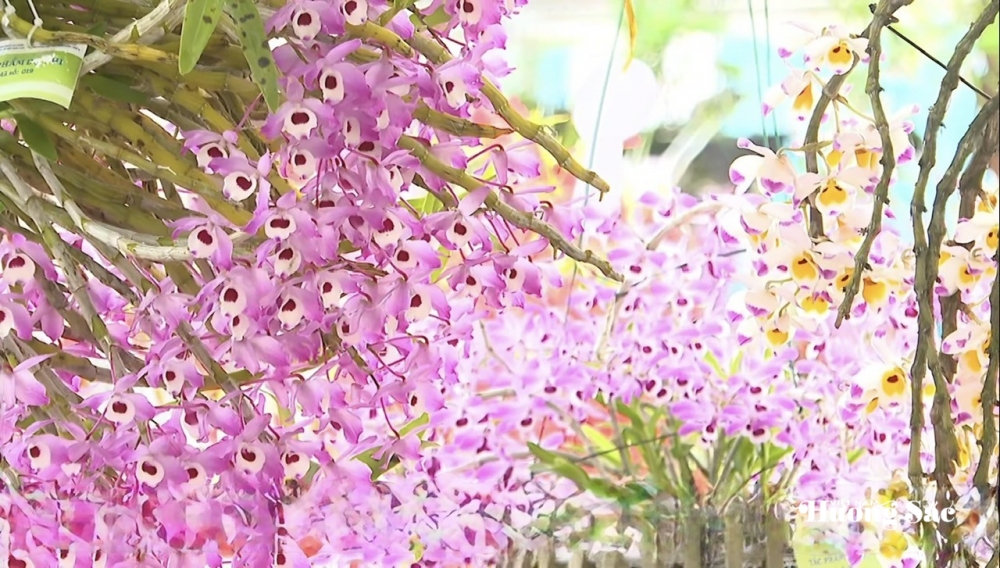 Lai Châu: Bản hòa ca hương sắc giữa đại ngàn Tây Bắc Lai Châu: Bản hòa ca hương sắc giữa đại ngàn Tây Bắc