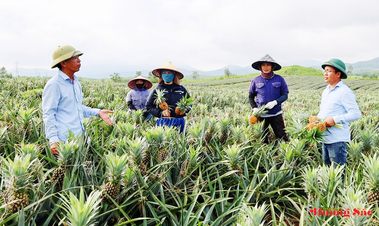 Chuyển đổi cơ cấu cây trồng, tạo động lực cho phát triển nông nghiệp bền vững trong giai đoạn mới Chuyển đổi cơ cấu cây trồng, tạo động lực cho phát triển nông nghiệp bền vững trong giai đoạn mới