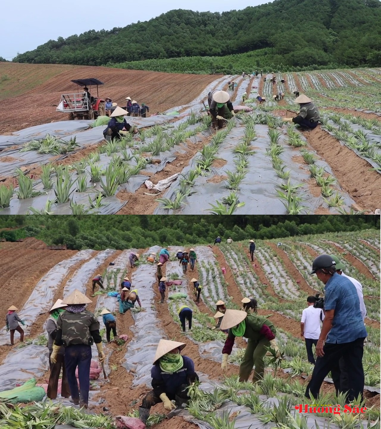 Chuyển đổi cơ cấu cây trồng, tạo động lực cho phát triển nông nghiệp bền vững trong giai đoạn mới Chuyển đổi cơ cấu cây trồng, tạo động lực cho phát triển nông nghiệp bền vững trong giai đoạn mới