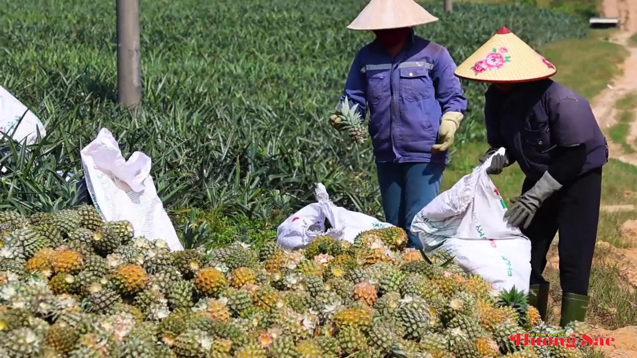 Chuyển đổi cơ cấu cây trồng, tạo động lực cho phát triển nông nghiệp bền vững trong giai đoạn mới Chuyển đổi cơ cấu cây trồng, tạo động lực cho phát triển nông nghiệp bền vững trong giai đoạn mới