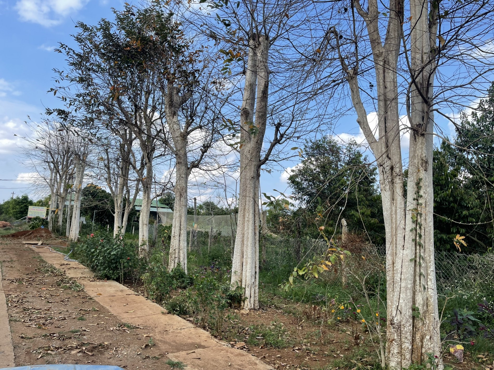 Những cây bằng lăng được trồng trước chùa Thiện Hòa, tỉnh Đắk Lắk. Những cây bằng lăng được trồng trước chùa Thiện Hòa, tỉnh Đắk Lắk.