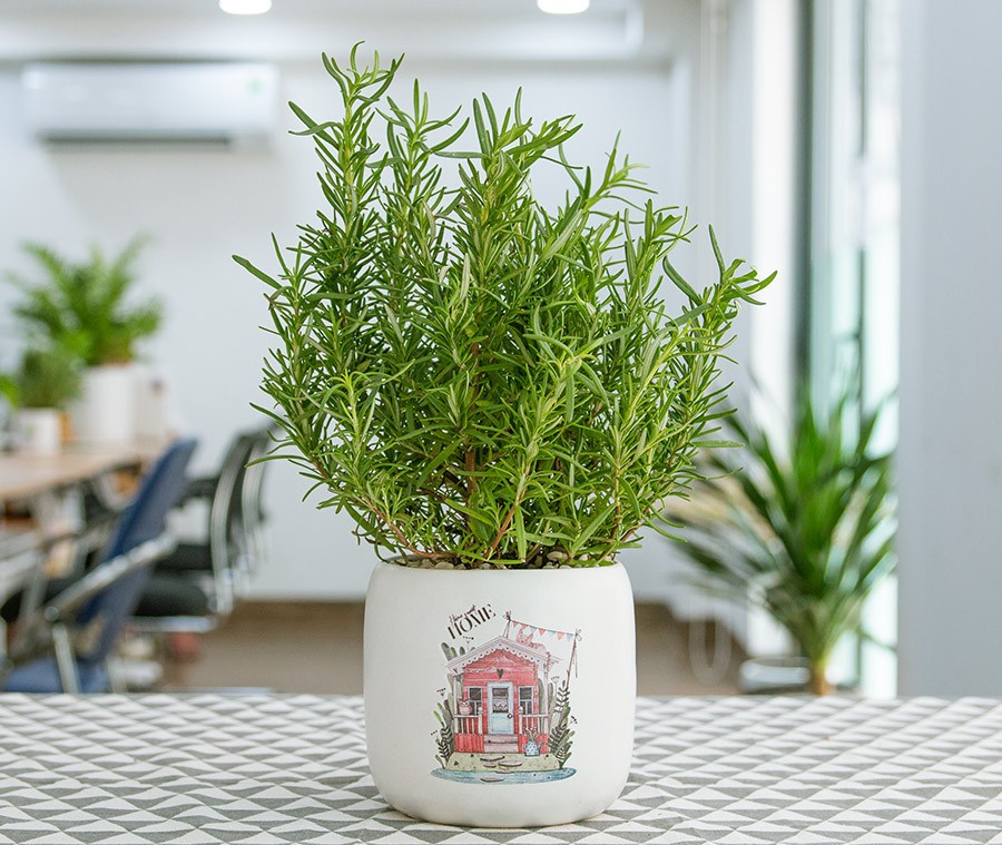 5 cây cảnh quen thuộc trong vườn nhà: Vừa đẹp mắt vừa là “vị thuốc xanh” tốt cho sức khỏe 5 cây cảnh quen thuộc trong vườn nhà: Vừa đẹp mắt vừa là “vị thuốc xanh” tốt cho sức khỏe