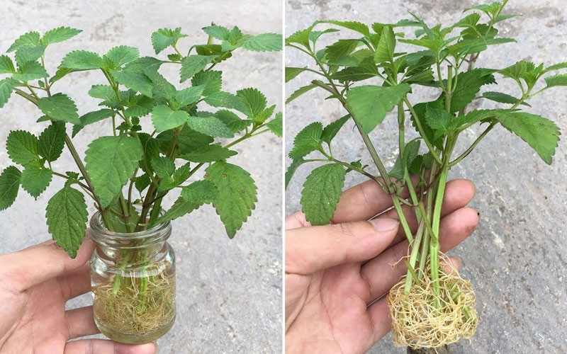 5 cây cảnh quen thuộc trong vườn nhà: Vừa đẹp mắt vừa là “vị thuốc xanh” tốt cho sức khỏe 5 cây cảnh quen thuộc trong vườn nhà: Vừa đẹp mắt vừa là “vị thuốc xanh” tốt cho sức khỏe