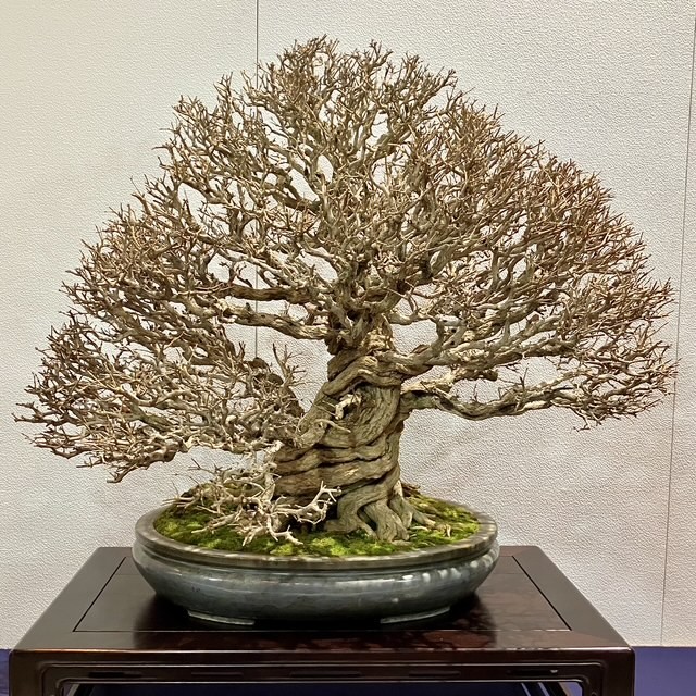 Tinh hoa bonsai thế giới tại Triển lãm Kokufu lần thứ 100 Tinh hoa bonsai thế giới tại Triển lãm Kokufu lần thứ 100
