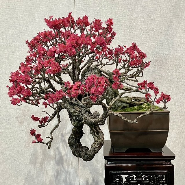 Tinh hoa bonsai thế giới tại Triển lãm Kokufu lần thứ 100 Tinh hoa bonsai thế giới tại Triển lãm Kokufu lần thứ 100