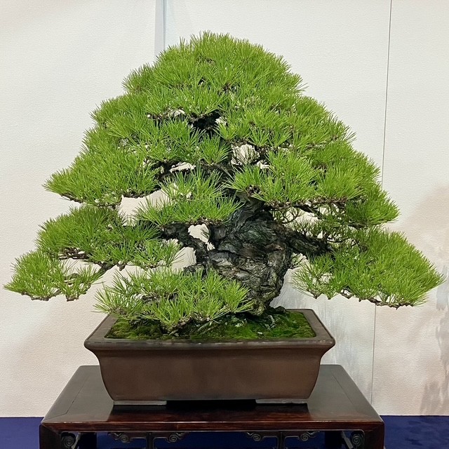 Tinh hoa bonsai thế giới và vẻ đẹp trăm năm tại Triển lãm Kokufu lần thứ 100 Tinh hoa bonsai thế giới và vẻ đẹp trăm năm tại Triển lãm Kokufu lần thứ 100