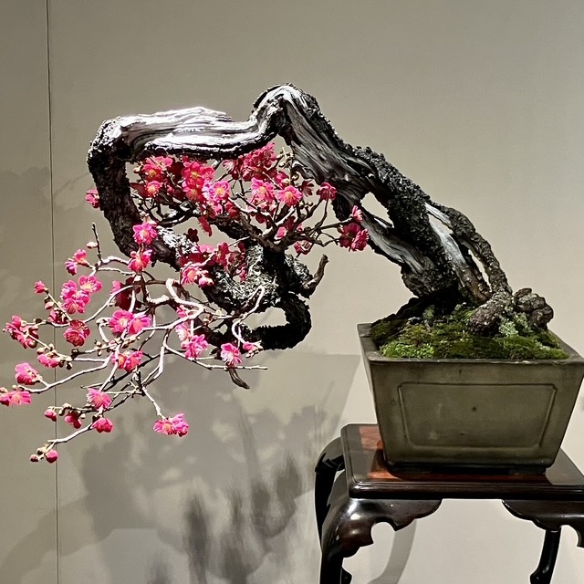 Tinh hoa bonsai thế giới và vẻ đẹp trăm năm tại Triển lãm Kokufu lần thứ 100 Tinh hoa bonsai thế giới và vẻ đẹp trăm năm tại Triển lãm Kokufu lần thứ 100
