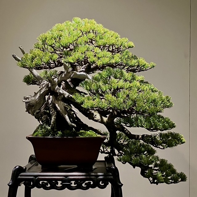 Tinh hoa bonsai thế giới và vẻ đẹp trăm năm tại Triển lãm Kokufu lần thứ 100 Tinh hoa bonsai thế giới và vẻ đẹp trăm năm tại Triển lãm Kokufu lần thứ 100
