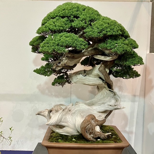 Tinh hoa bonsai thế giới và vẻ đẹp trăm năm tại Triển lãm Kokufu lần thứ 100 Tinh hoa bonsai thế giới và vẻ đẹp trăm năm tại Triển lãm Kokufu lần thứ 100