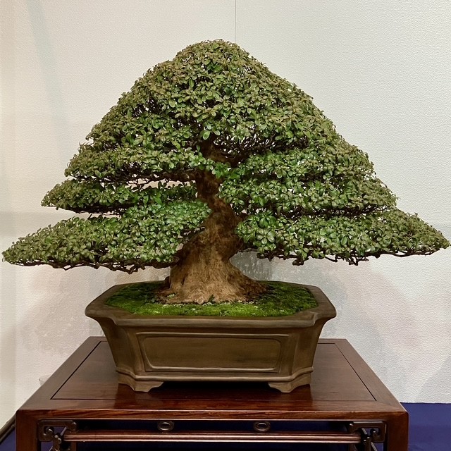 Tinh hoa bonsai thế giới và vẻ đẹp trăm năm tại Triển lãm Kokufu lần thứ 100 Tinh hoa bonsai thế giới và vẻ đẹp trăm năm tại Triển lãm Kokufu lần thứ 100