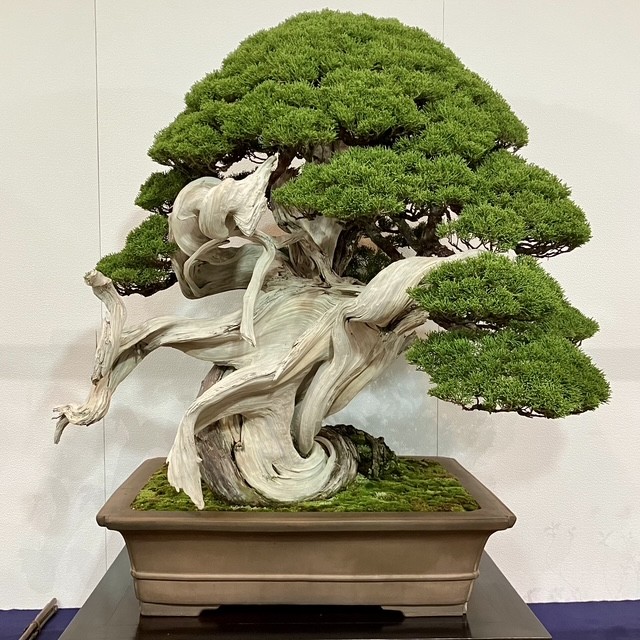 Tinh hoa bonsai thế giới và vẻ đẹp trăm năm tại Triển lãm Kokufu lần thứ 100 Tinh hoa bonsai thế giới và vẻ đẹp trăm năm tại Triển lãm Kokufu lần thứ 100