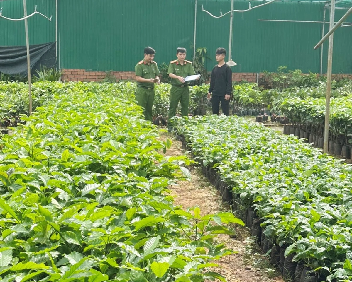 Đắk Lắk xử lý hàng loạt vụ sản xuất, buôn bán giống cây trồng giả