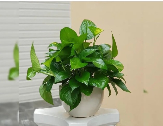 5 cây cảnh “lười chăm” vẫn sống tốt, giúp góc nhà xanh mát quanh năm