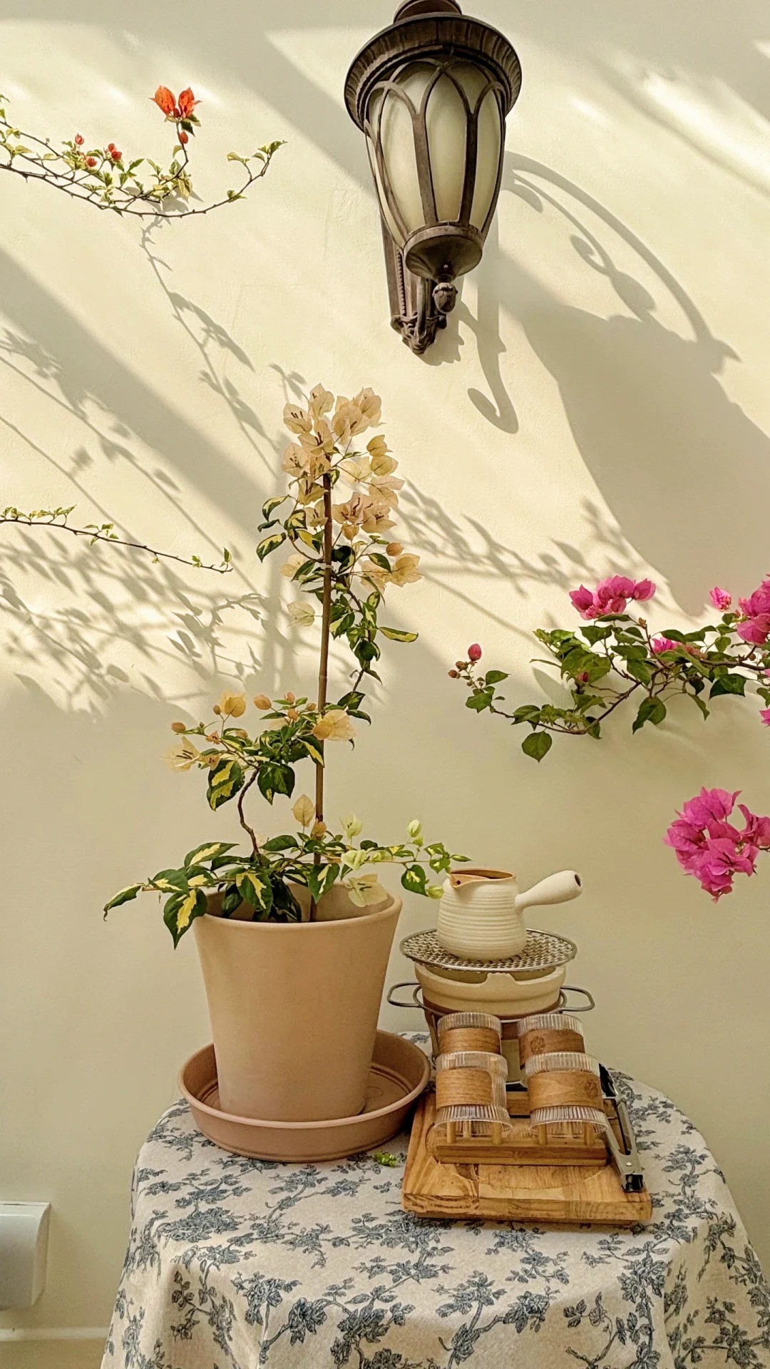 Hoa giấy bonsai mini: Vì sao loài cây quen thuộc trước cổng nhà lại được dân chung cư ưa chuộng? Hoa giấy bonsai mini: Vì sao loài cây quen thuộc trước cổng nhà lại được dân chung cư ưa chuộng?