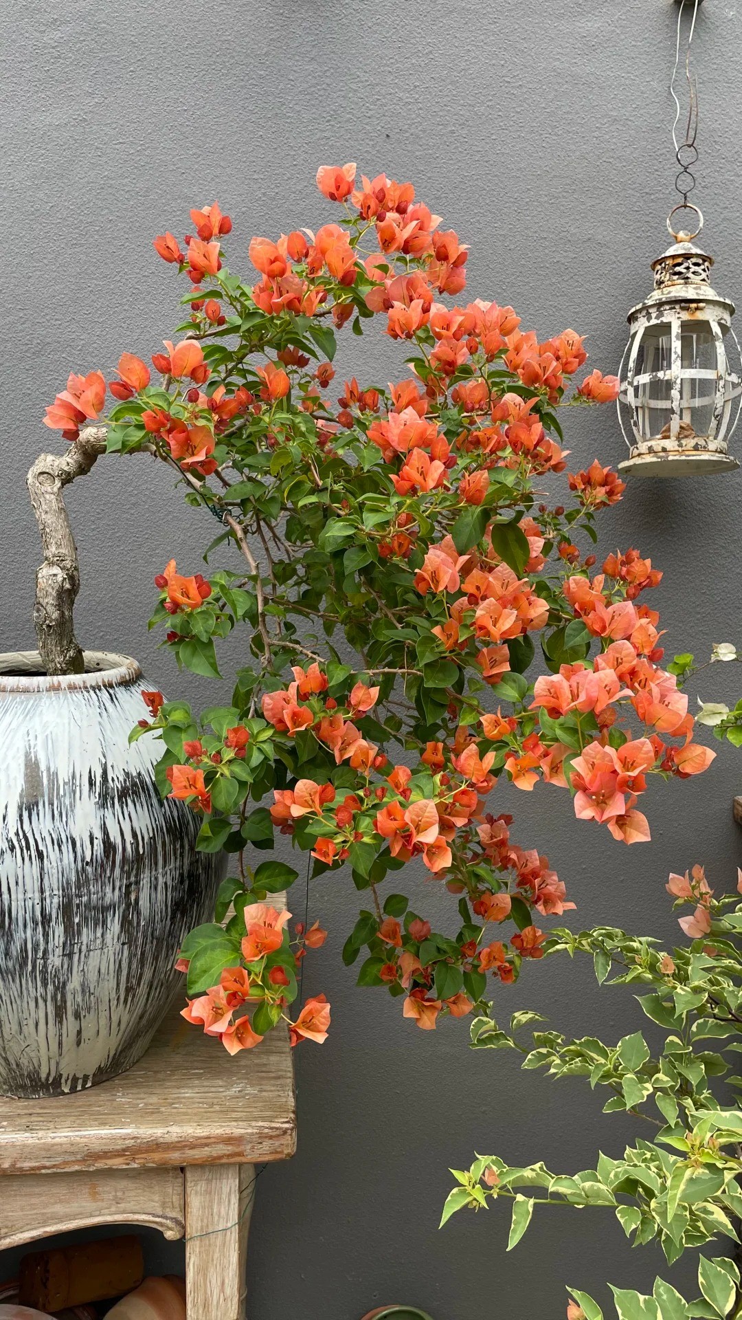 Hoa giấy bonsai mini: Vì sao loài cây quen thuộc trước cổng nhà lại được dân chung cư ưa chuộng? Hoa giấy bonsai mini: Vì sao loài cây quen thuộc trước cổng nhà lại được dân chung cư ưa chuộng?