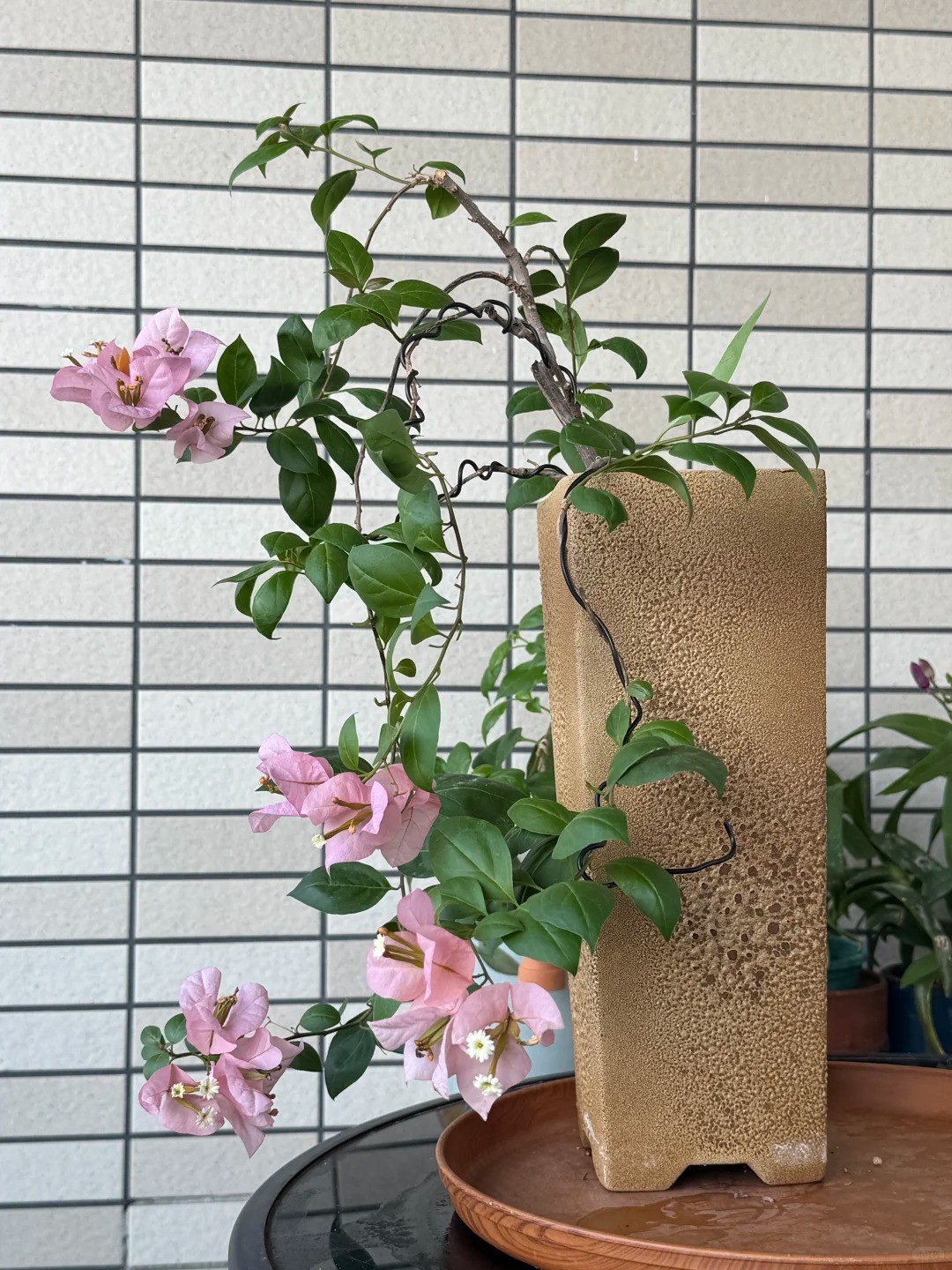Hoa giấy bonsai mini: Vì sao loài cây quen thuộc trước cổng nhà lại được dân chung cư ưa chuộng? Hoa giấy bonsai mini: Vì sao loài cây quen thuộc trước cổng nhà lại được dân chung cư ưa chuộng?