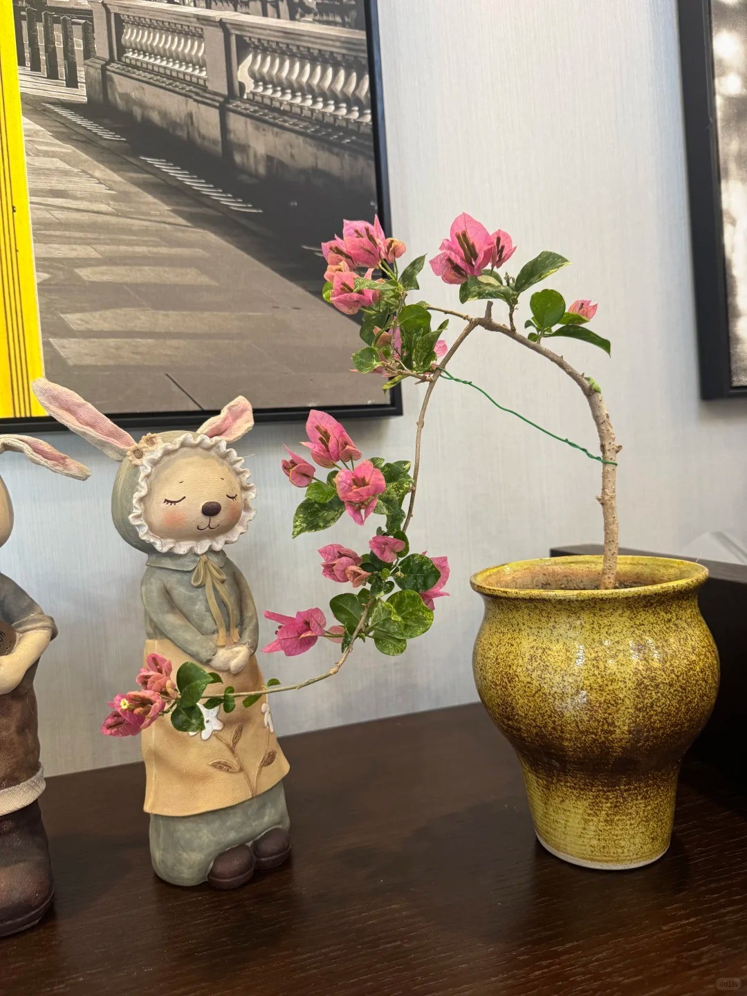 Hoa giấy bonsai mini: Vì sao loài cây quen thuộc trước cổng nhà lại được dân chung cư ưa chuộng? Hoa giấy bonsai mini: Vì sao loài cây quen thuộc trước cổng nhà lại được dân chung cư ưa chuộng?