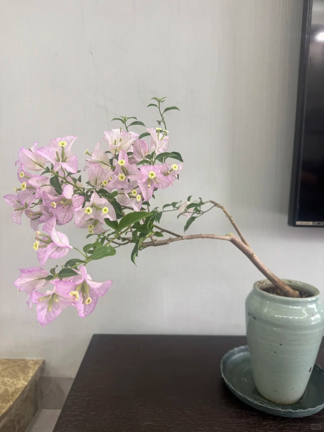 Hoa giấy bonsai mini: Vì sao loài cây quen thuộc trước cổng nhà lại được dân chung cư ưa chuộng? Hoa giấy bonsai mini: Vì sao loài cây quen thuộc trước cổng nhà lại được dân chung cư ưa chuộng?