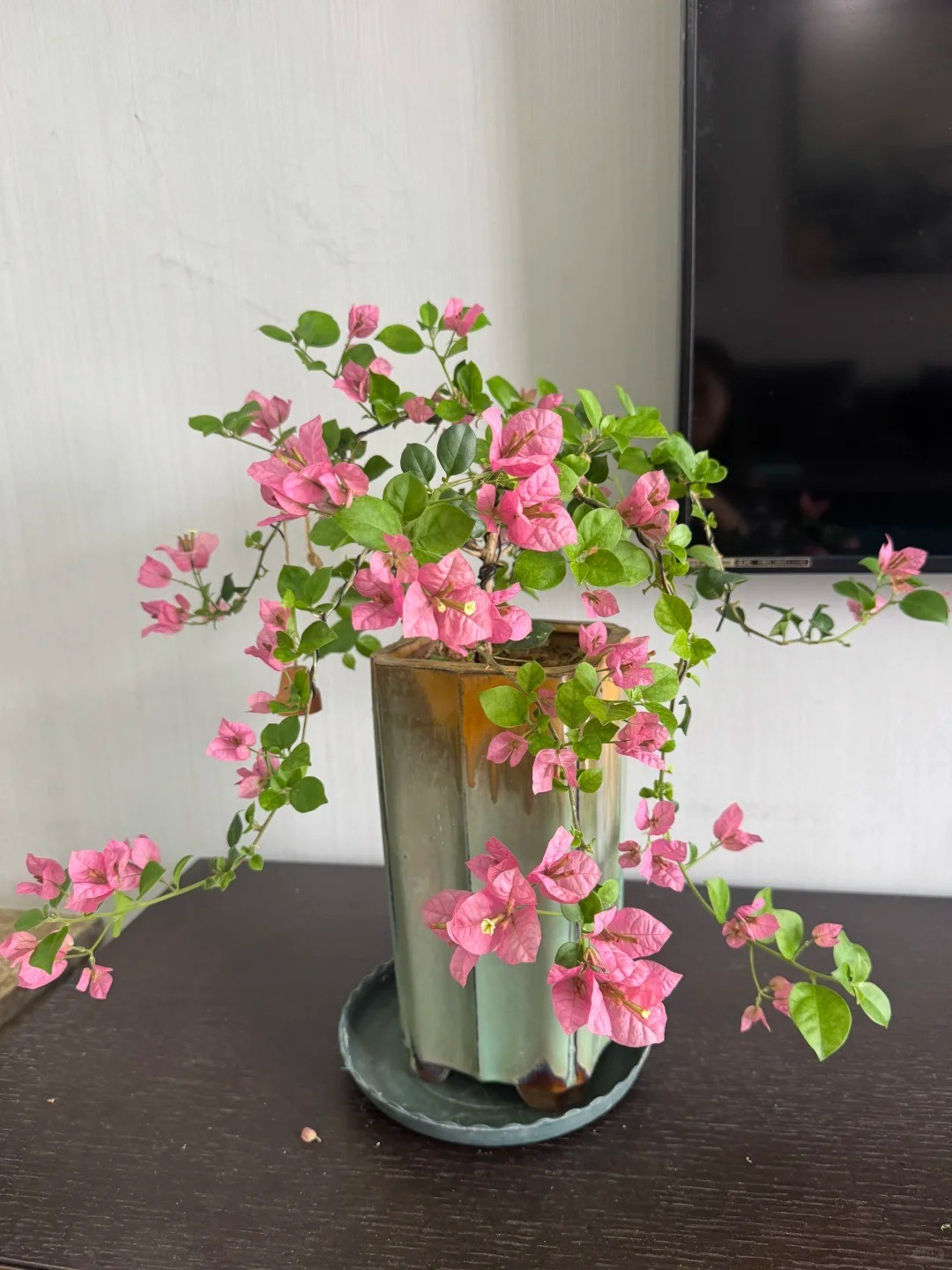 Hoa giấy bonsai mini: Vì sao loài cây quen thuộc trước cổng nhà lại được dân chung cư ưa chuộng? Hoa giấy bonsai mini: Vì sao loài cây quen thuộc trước cổng nhà lại được dân chung cư ưa chuộng?